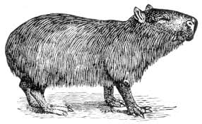capybara